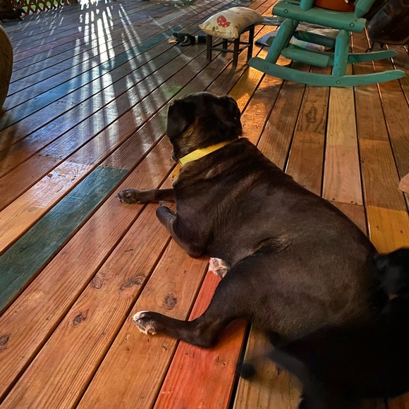 Meet your Posher, Sandy - Picture 7 of 10